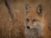 Firefoxユーザー必見!ブラウジング高速化の方法と業務効率化アドオンまとめ