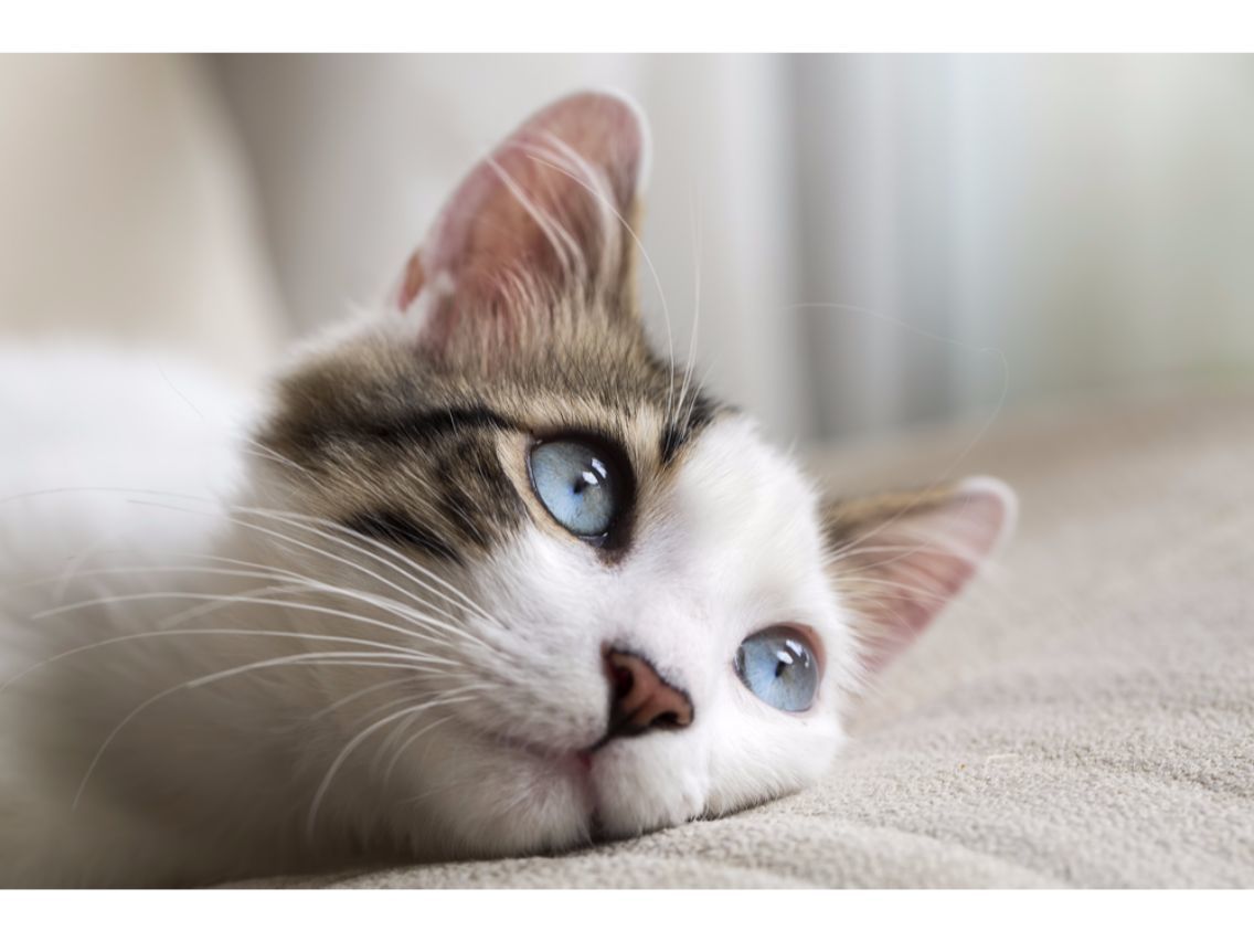 猫でも分かるinstagram インスタグラム の登録と投稿方法など使い方 Ferret